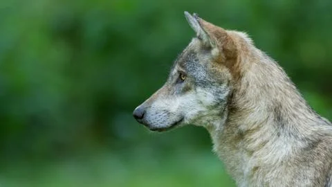Grey wolf in the forest Foto stock