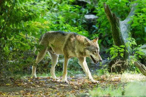 Grey wolf in the forest Stock Photos