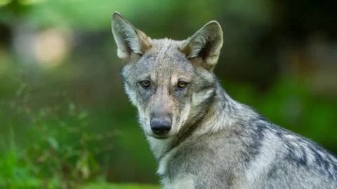 Grey wolf in the forest Stock Photos