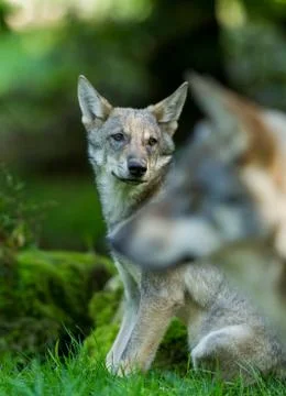 Grey wolf in the forest Stock Photos
