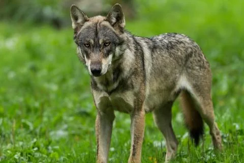 Grey wolf in the forest Stock Photos