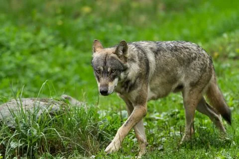 Grey wolf in the forest Stock Photos