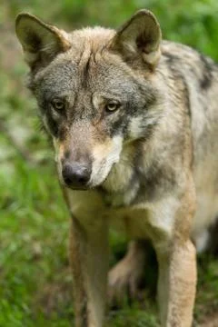 Grey wolf in the forest Foto stock