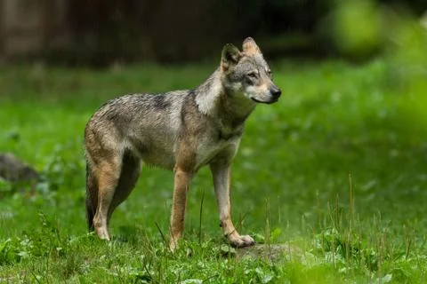 Grey wolf in the forest Stock Photos