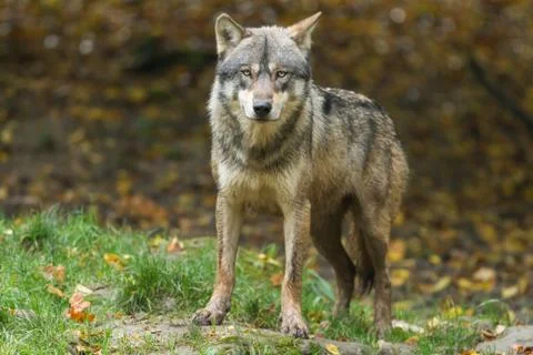 Grey wolf in the forest Stock Photos