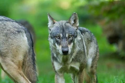 Grey wolf in the forest Foto stock