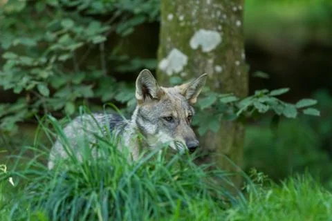 Grey wolf in the forest Stock Photos