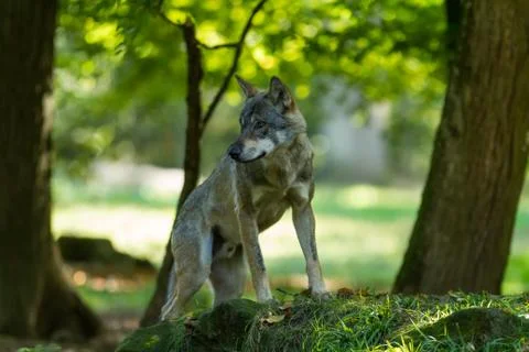 Grey wolf in the forest Stock Photos