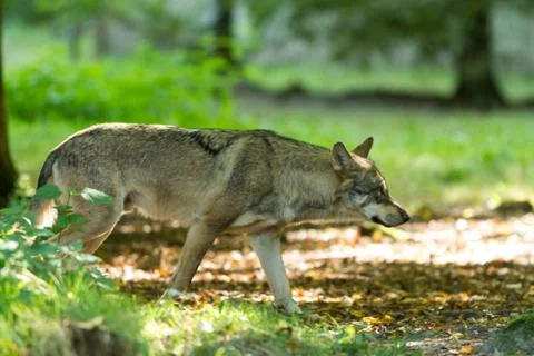 Grey wolf in the forest Foto stock
