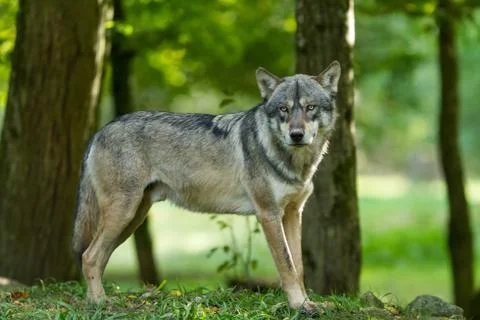 Grey wolf in the forest Stock Photos