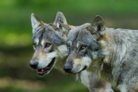 Grey wolf in the forest Stock Photos