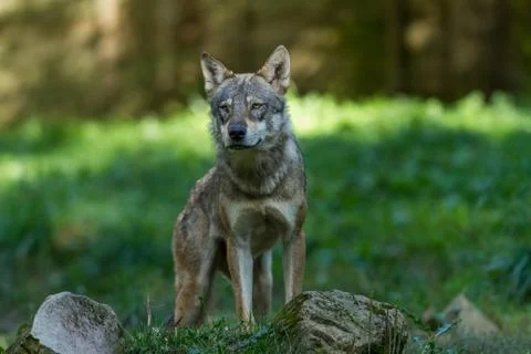 Grey wolf in the forest Stock Photos
