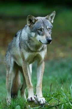 Grey wolf in the forest Foto stock