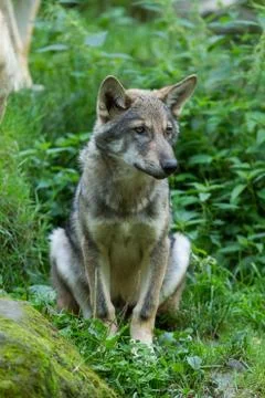 Grey wolf in the forest Stock Photos
