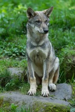Grey wolf in the forest Foto stock
