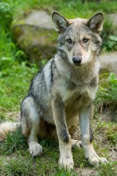 Grey wolf in the forest Foto stock