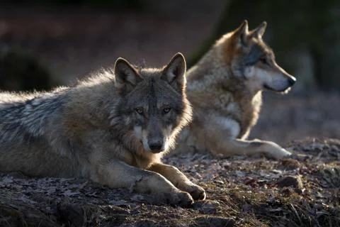 Grey wolf in the forest Stock Photos
