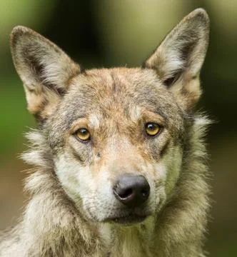 Grey wolf in the forest Stock Photos