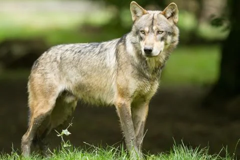 Grey wolf in the forest Stock Photos