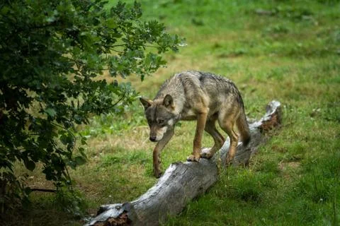 Grey wolf in the forest Foto stock
