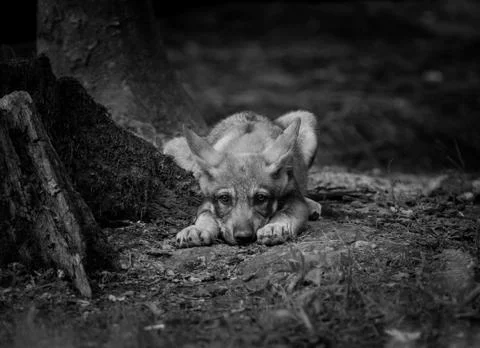 Grey wolf in the forest Foto stock