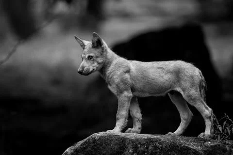 Grey wolf in the forest Foto stock