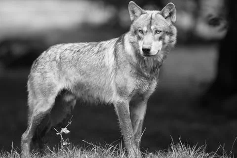 Grey wolf in the forest Stock Photos