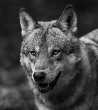 Grey wolf in the forest Foto stock