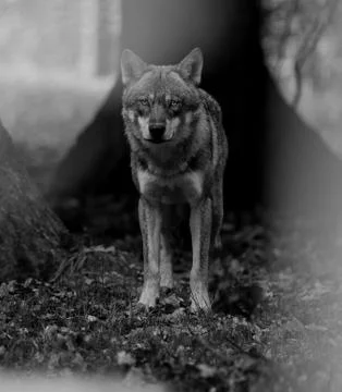Grey wolf in the forest Stock Photos