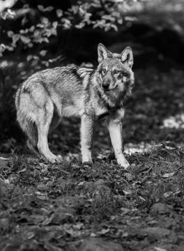 Grey wolf in the forest Stock Photos