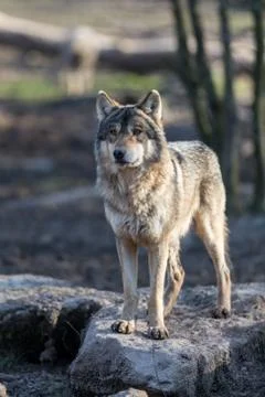 Grey wolf in the forest Stock Photos