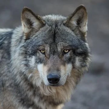 Grey wolf in the forest Foto stock