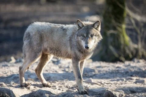 Grey wolf in the forest Stock Photos