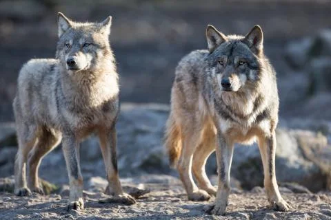 Grey wolf in the forest Foto stock