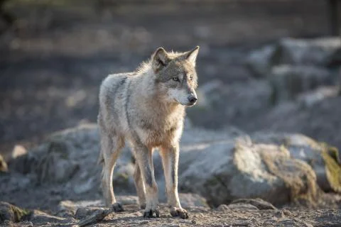 Grey wolf in the forest Foto stock