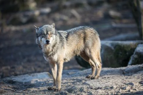 Grey wolf in the forest Stock Photos