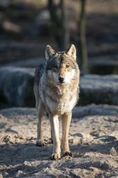 Grey wolf in the forest Stock Photos