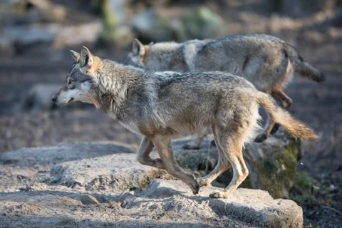 Grey wolf in the forest Stock Photos