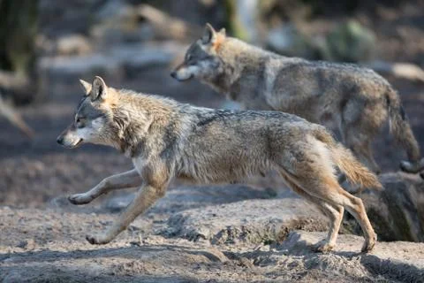 Grey wolf in the forest Stock Photos