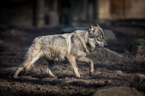 Grey wolf in the forest Stock Photos