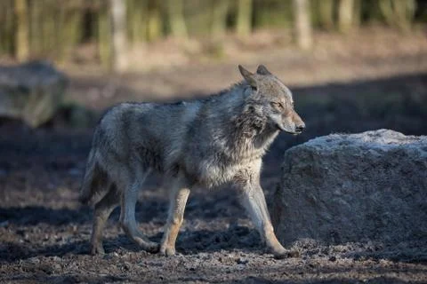 Grey wolf in the forest Stock Photos