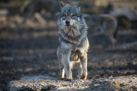 Grey wolf in the forest Stock Photos