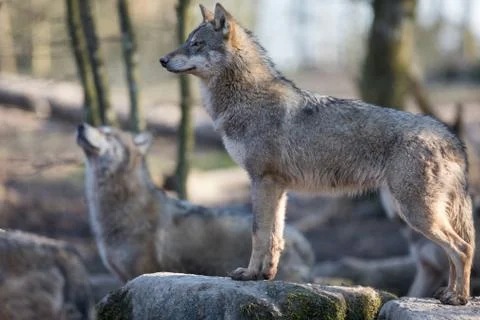 Grey wolf in the forest Stock Photos