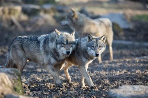 Grey wolf in the forest Foto stock