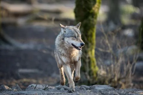 Grey wolf in the forest Stock Photos