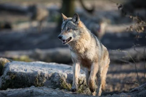 Grey wolf in the forest Foto stock