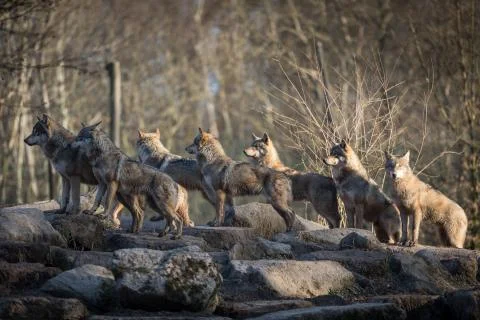 Grey wolf in the forest Stock Photos