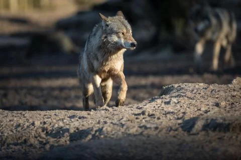 Grey wolf in the forest Stock Photos