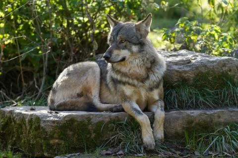 Grey wolf in the forest Stock Photos