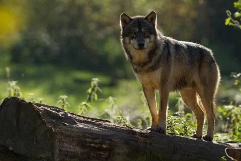 Grey wolf in the forest Stock Photos